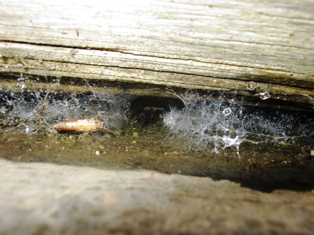 Lycosoides coarctata; Lithobius sp; Amaurobius sp.